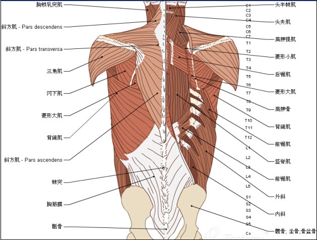 珍藏3d脊椎与背部解剖图解