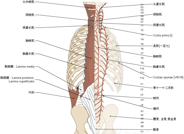 珍藏3d脊椎与背部解剖图解