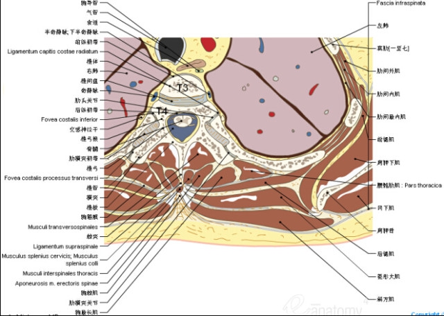 珍藏3d脊椎与背部解剖图解