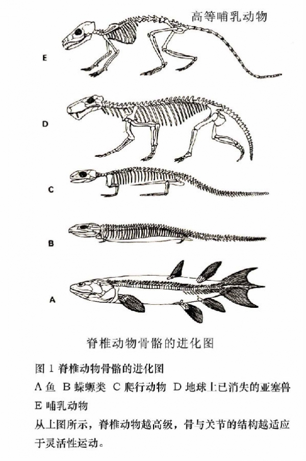 骨的演变过程图片图片