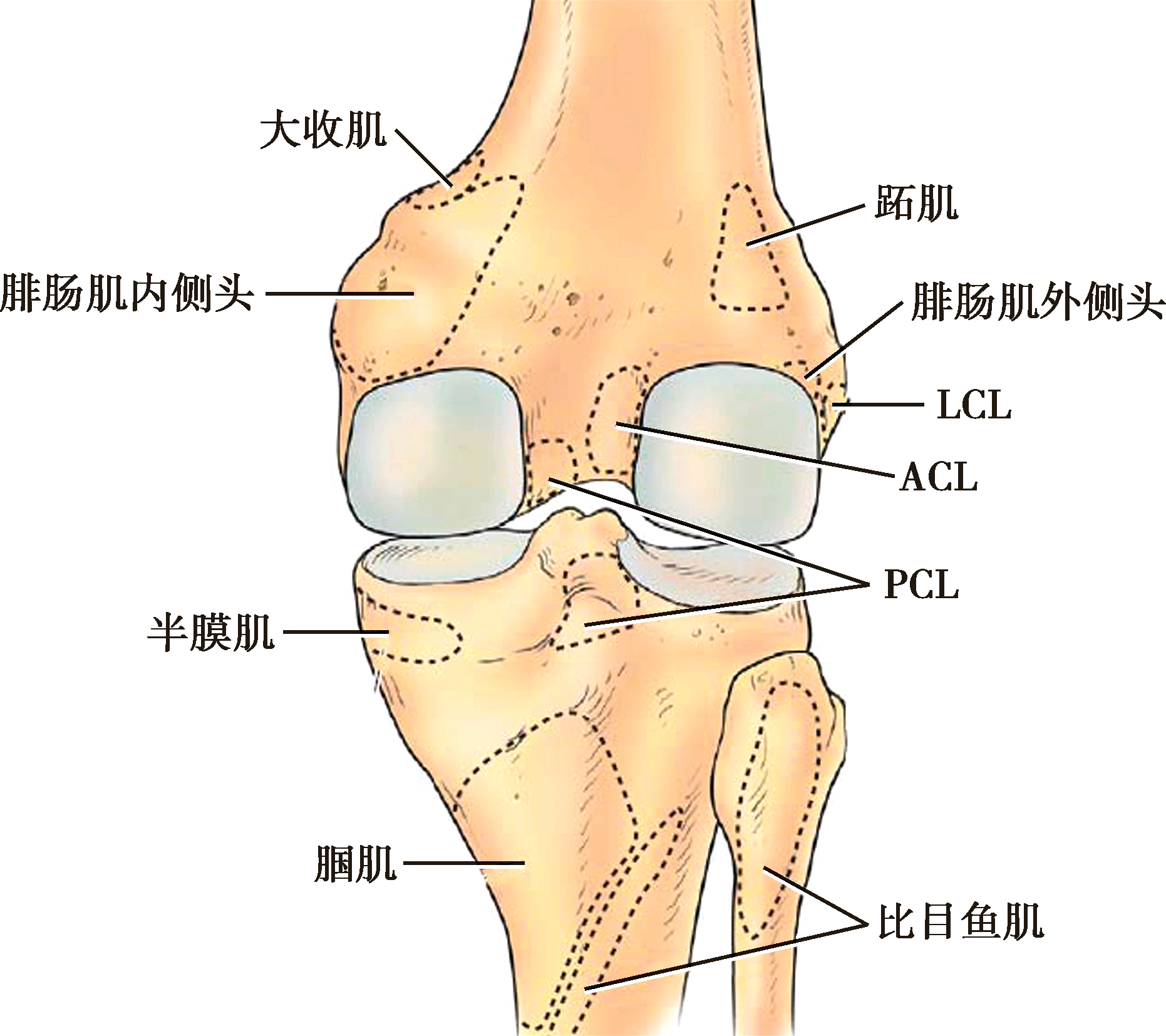 膝盖结构图图片